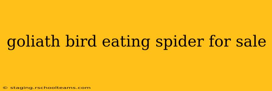 goliath bird eating spider for sale