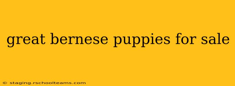 great bernese puppies for sale