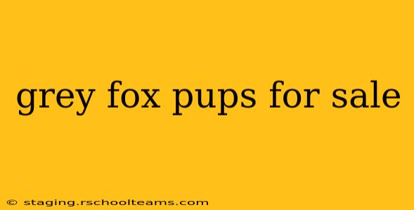 grey fox pups for sale