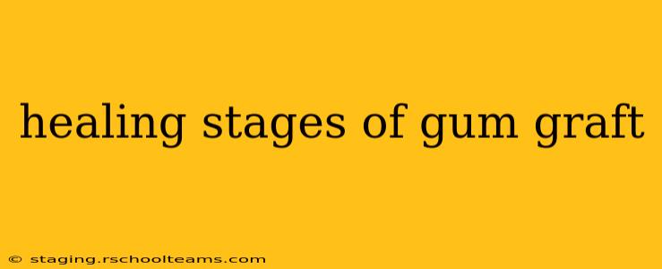 healing stages of gum graft