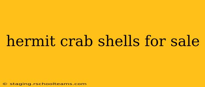 hermit crab shells for sale