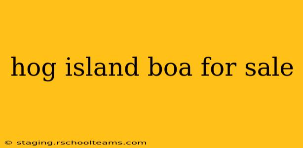 hog island boa for sale