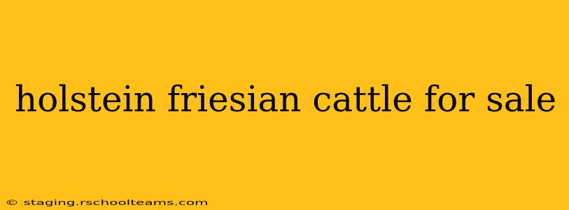 holstein friesian cattle for sale