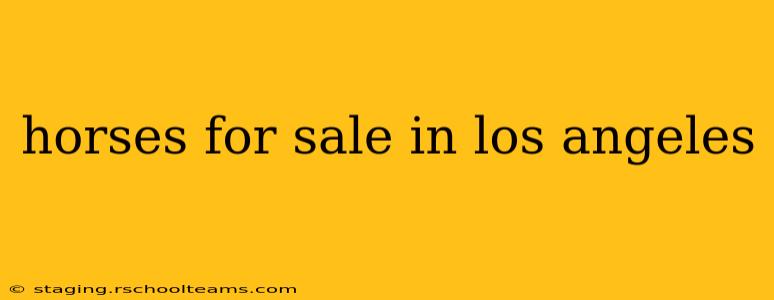 horses for sale in los angeles