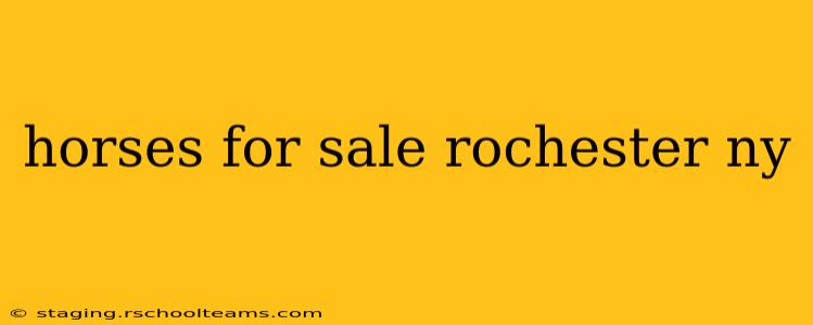 horses for sale rochester ny