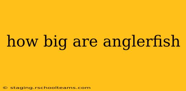 how big are anglerfish