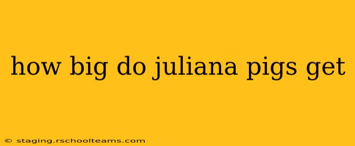 how big do juliana pigs get