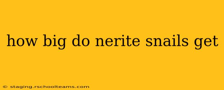 how big do nerite snails get