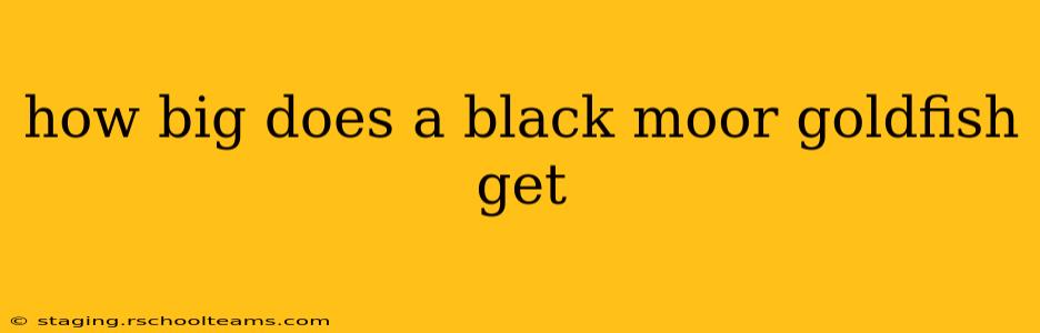 how big does a black moor goldfish get