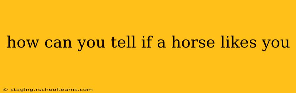 how can you tell if a horse likes you