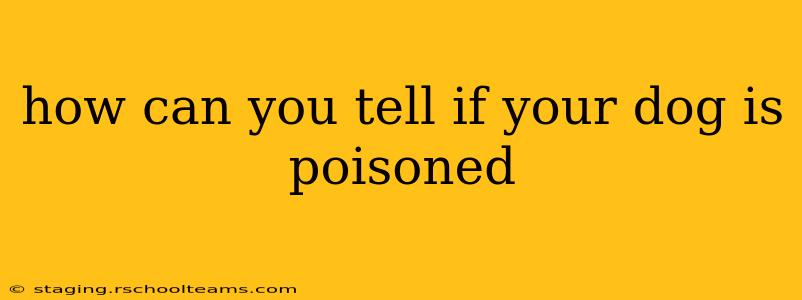 how can you tell if your dog is poisoned
