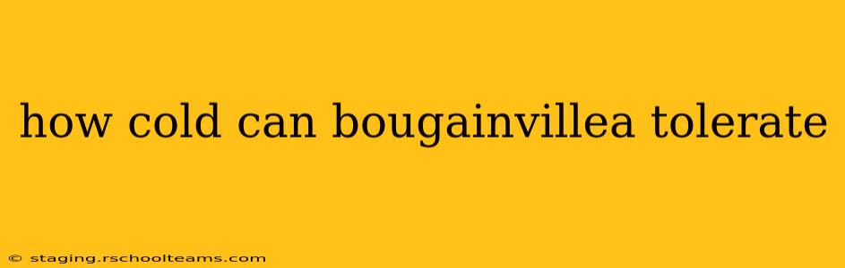 how cold can bougainvillea tolerate