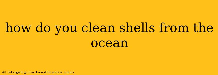 how do you clean shells from the ocean