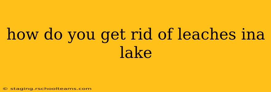 how do you get rid of leaches ina lake