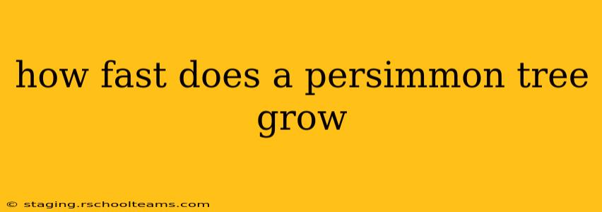 how fast does a persimmon tree grow