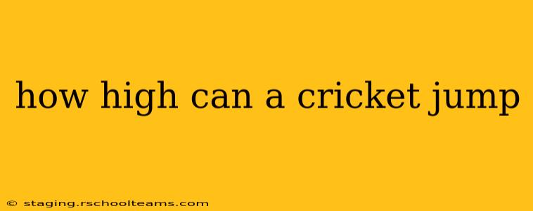 how high can a cricket jump
