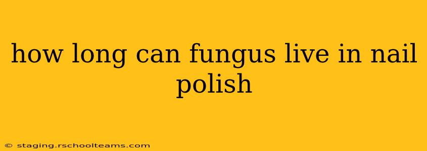 how long can fungus live in nail polish