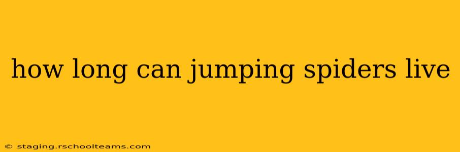 how long can jumping spiders live
