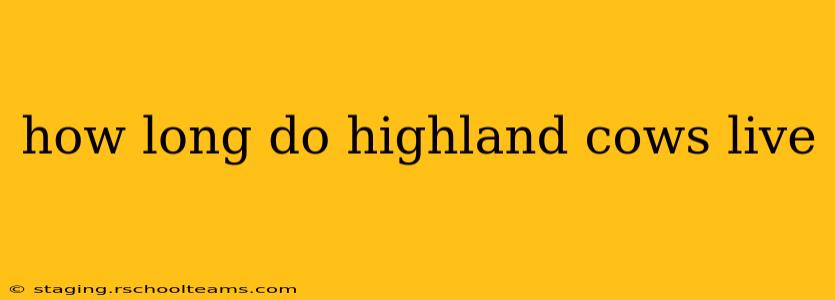 how long do highland cows live