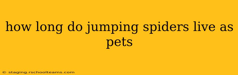 how long do jumping spiders live as pets