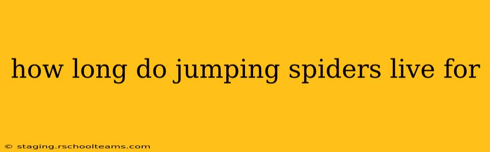 how long do jumping spiders live for
