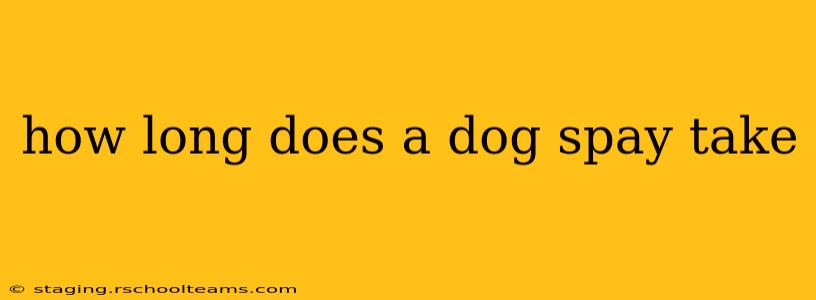 how long does a dog spay take