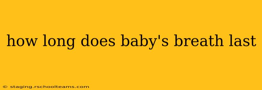 how long does baby's breath last