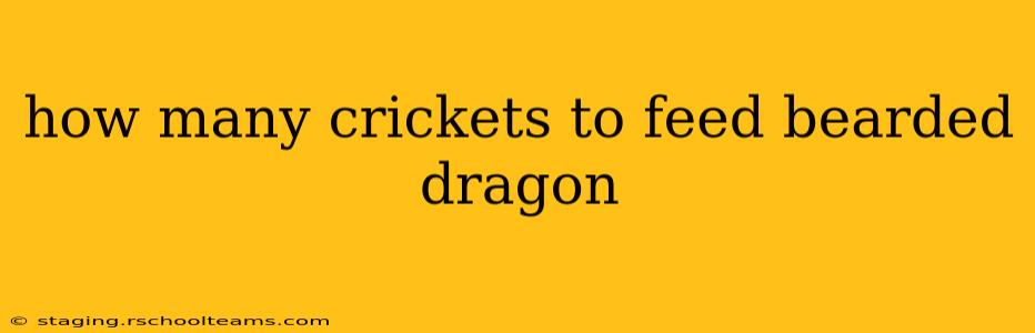how many crickets to feed bearded dragon