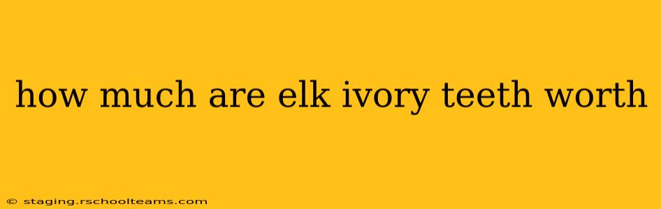how much are elk ivory teeth worth