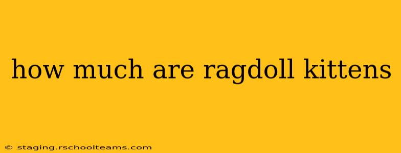 how much are ragdoll kittens