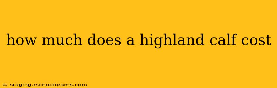 how much does a highland calf cost