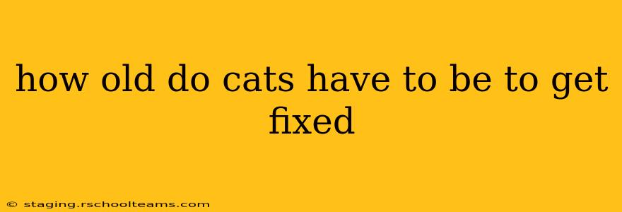 how old do cats have to be to get fixed