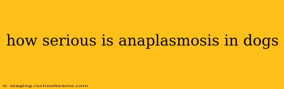how serious is anaplasmosis in dogs