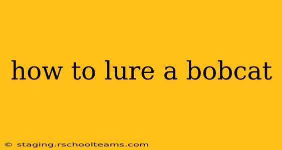 how to lure a bobcat