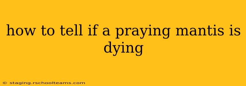 how to tell if a praying mantis is dying