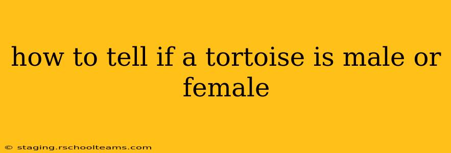 how to tell if a tortoise is male or female