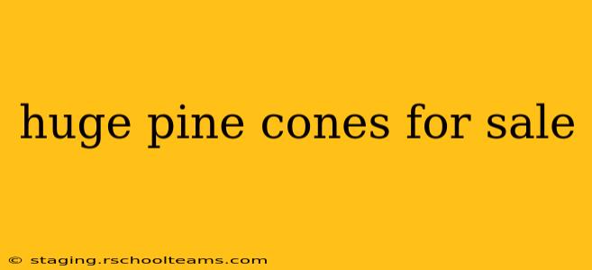 huge pine cones for sale