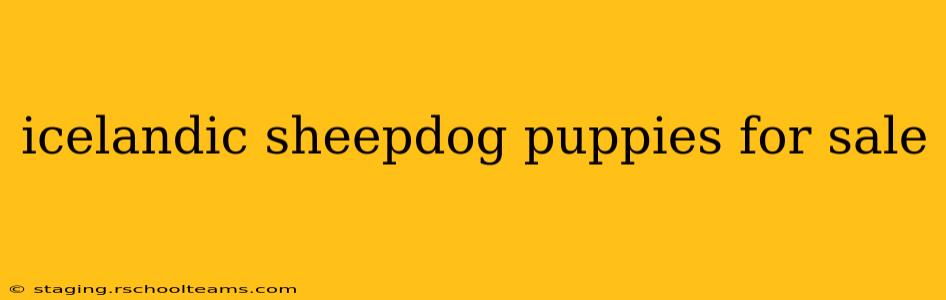 icelandic sheepdog puppies for sale