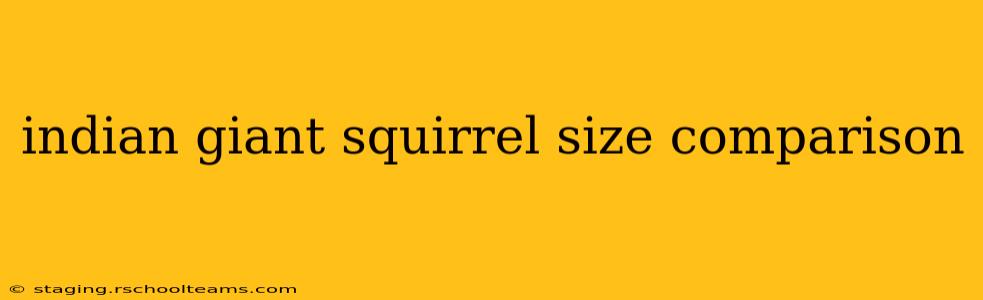 indian giant squirrel size comparison