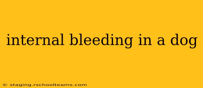 internal bleeding in a dog