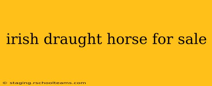 irish draught horse for sale