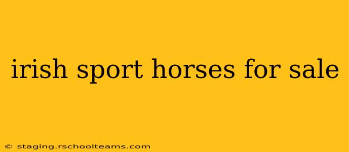 irish sport horses for sale