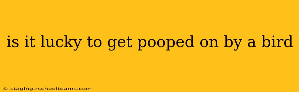 is it lucky to get pooped on by a bird