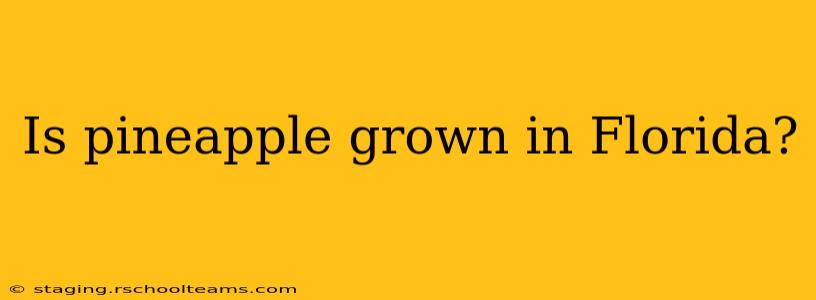 Is pineapple grown in Florida?