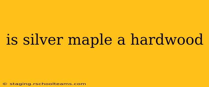 is silver maple a hardwood