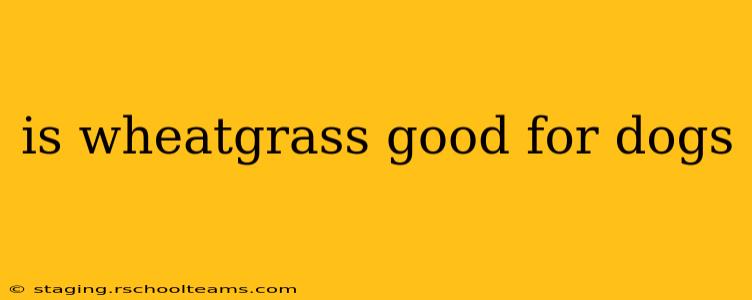 is wheatgrass good for dogs