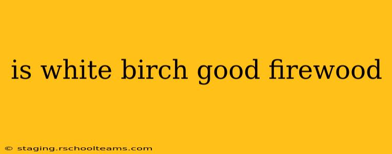 is white birch good firewood