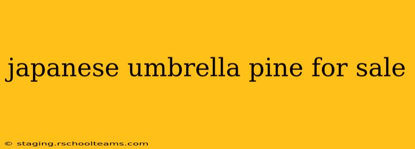 japanese umbrella pine for sale