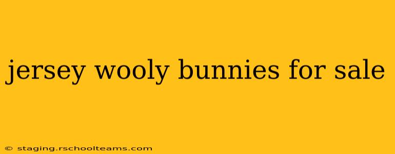 jersey wooly bunnies for sale