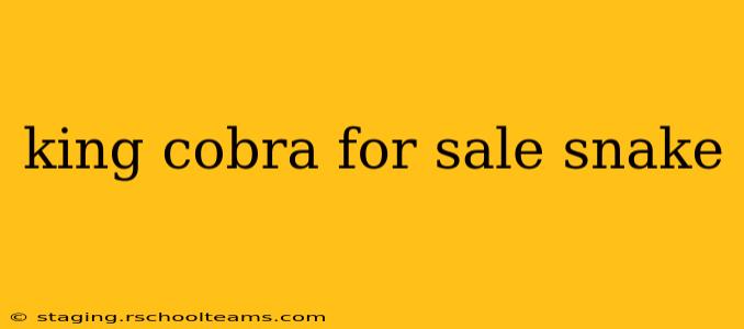 king cobra for sale snake